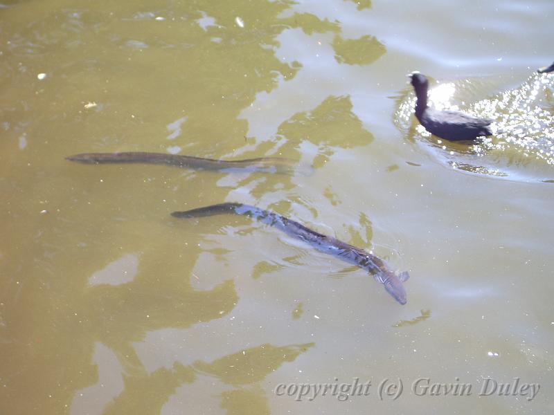 Eels, Melbourne Botanic Gardens IMGP0979.JPG